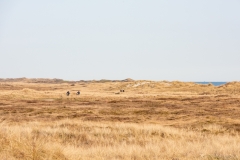 Gravel-cykelløbet Dirty Jutland 2019 blev afholdt den 12.-13. april. Mere end 500 cykelentusiaster kæmpede sig vej på forskellige distancer langs den jyske vestkyst med Skagen som endelig destination. Cykelløbet inkluderer både landevejskørsel, skov, strand, mv., og er således ligeså meget en naturoplevelse som det er et cykelløb.